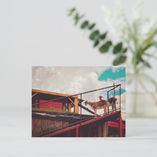 geiten op het dak briefkaart (Staand voorkant)
