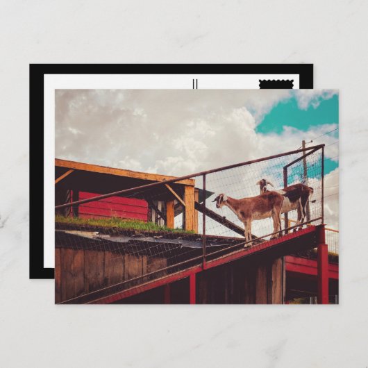 geiten op het dak briefkaart (Voorkant / Achterkant)
