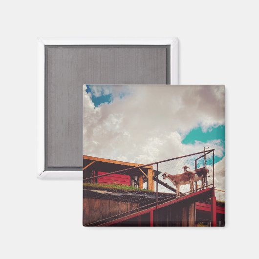 geiten op het dak magneet (Voorkant / Achterkant)