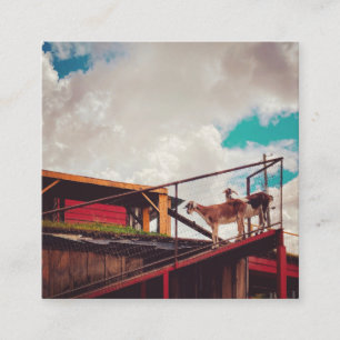 geiten op het dak vierkante visitekaartje