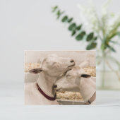 Geiten smokkelen briefkaart (Staand voorkant)