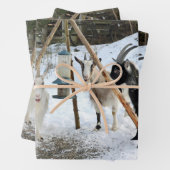 Geiten sneeuwfeeder Foto Inpakpapier Vel (In situ)