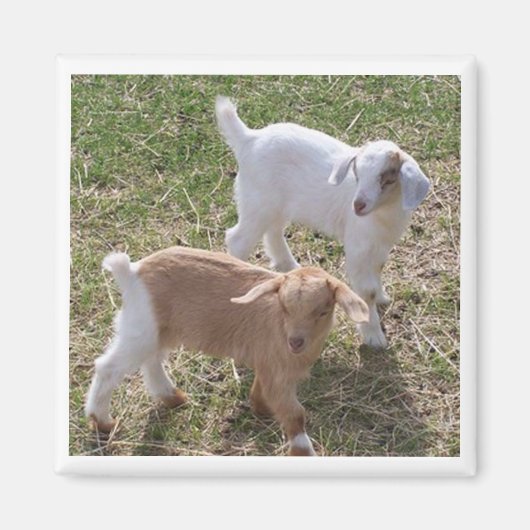 Geiten van zuster magneet (Voorkant)