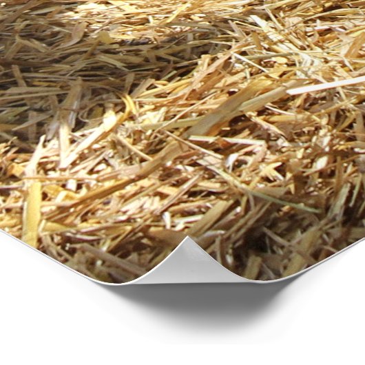 Geiten Zonnebaden Poster (Hoek)