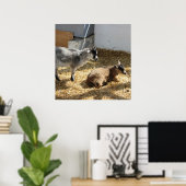 Geiten Zonnebaden Poster (Thuiskantoor)