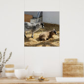 Geiten Zonnebaden Poster (Keuken)