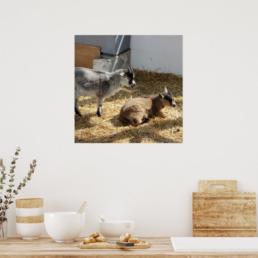 Geiten Zonnebaden Poster (Keuken)