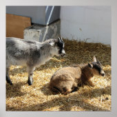Geiten Zonnebaden Poster (Voorkant)