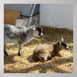 Geiten Zonnebaden Poster
