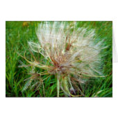 Geitenbaard (Voorkant Horizontaal)