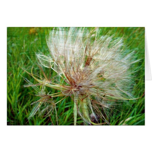 Geitenbaard (Voorkant Horizontaal)