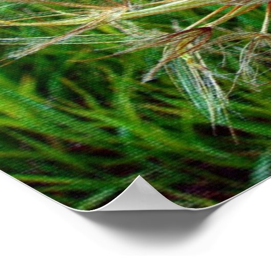 Geitenbaard Poster (Hoek)