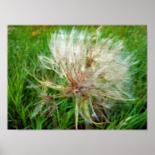 Geitenbaard Poster (Voorkant)