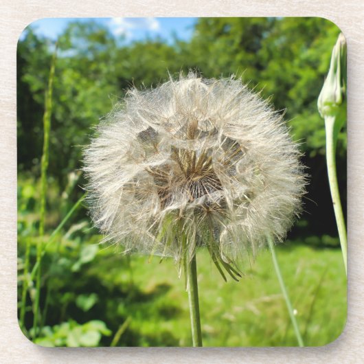 Geitenbaard Wildflower Bier Onderzetter (Voorkant)