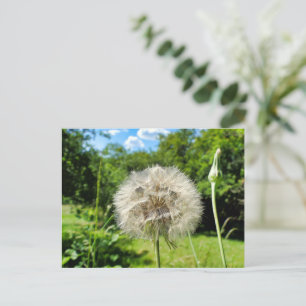 Geitenbaard Wildflower Briefkaart