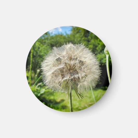 Geitenbaard Wildflower Magneet (Voorkant)