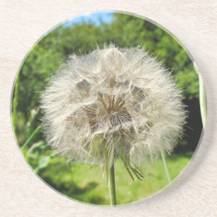 Geitenbaard Wildflower Zandsteen Onderzetter