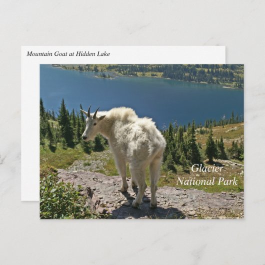 Geitenberg in Glacier National Park Briefkaart (Voorkant / Achterkant)