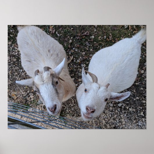 Geitenbros Poster (Voorkant)