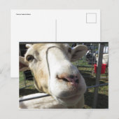 Geitendicht Briefkaart (Voorkant / Achterkant)