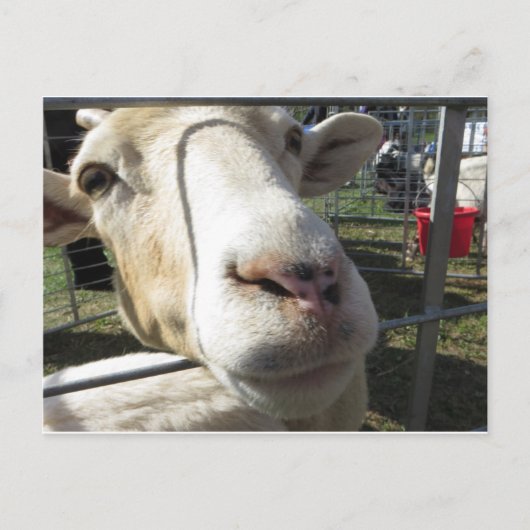 Geitendicht Briefkaart (Voorkant)