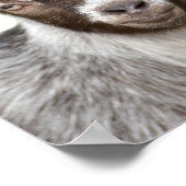 Geitendierfoto pekaboe kinder kamer poster (Hoek)