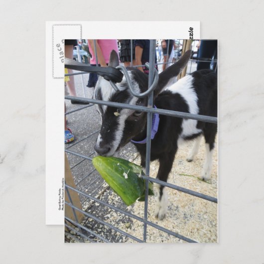 Geitenetende augurk briefkaart (Voorkant / Achterkant)