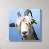 geitenhaar canvas afdruk (Voorkant)
