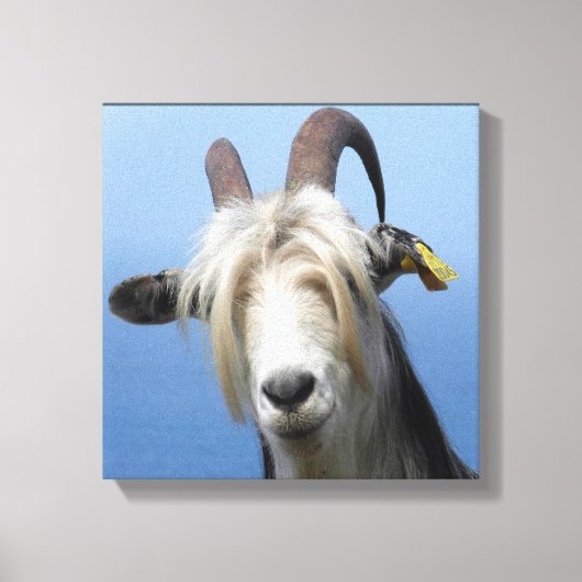 geitenhaar canvas afdruk (Voorkant)