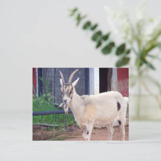 geitenkaart briefkaart (Staand voorkant)
