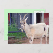geitenkaart briefkaart (Voorkant / Achterkant)