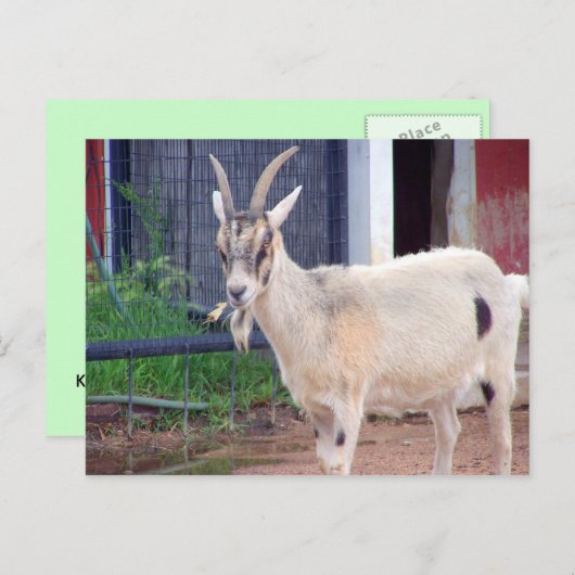 geitenkaart briefkaart (Voorkant / Achterkant)