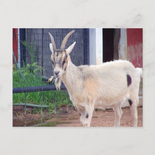 geitenkaart briefkaart (Voorkant)