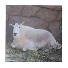 Geitenkeramische Tegel Tegeltje