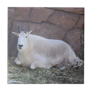 Geitenkeramische Tegel Tegeltje