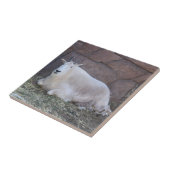 Geitenkeramische Tegel Tegeltje (Zijkant)