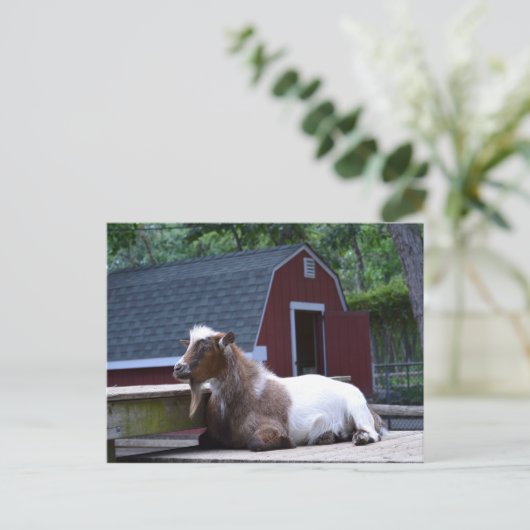 Geitenkuikend Briefkaart (Staand voorkant)