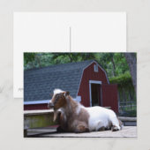 Geitenkuikend Briefkaart (Voorkant / Achterkant)