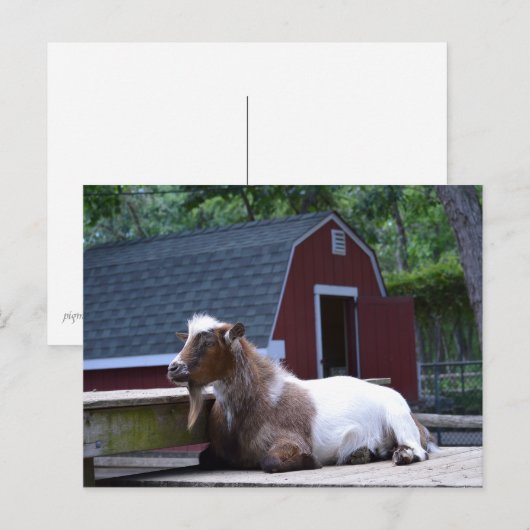 Geitenkuikend Briefkaart (Voorkant / Achterkant)