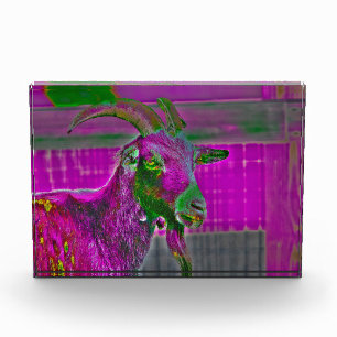 Geitenkunst Fotoblokken