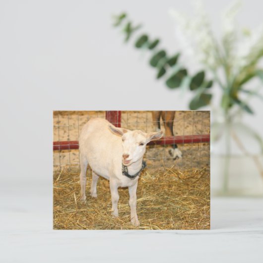 Geitenlammeren, open mond briefkaart (Staand voorkant)