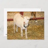 Geitenlammeren, open mond briefkaart (Voorkant / Achterkant)
