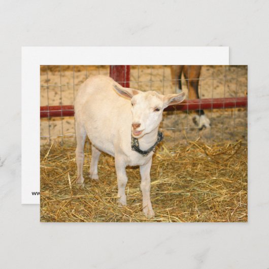 Geitenlammeren, open mond briefkaart (Voorkant / Achterkant)