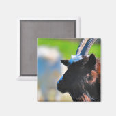 Geitenmagneet Magneet (Voorkant / Achterkant)