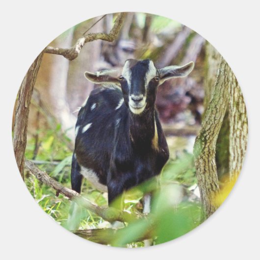 Geitenmeling Ronde Sticker (Voorkant)
