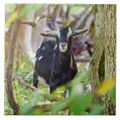 Geitenmeling Tegeltje (Voorkant)