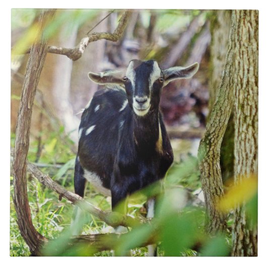 Geitenmeling Tegeltje (Voorkant)