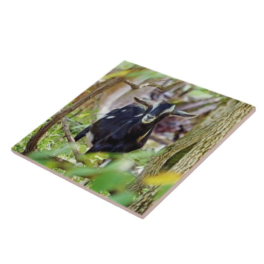 Geitenmeling Tegeltje (Zijkant)