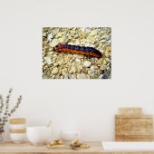 Geitenmot Caterstone Poster (Keuken)