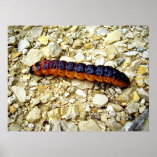 Geitenmot Caterstone Poster